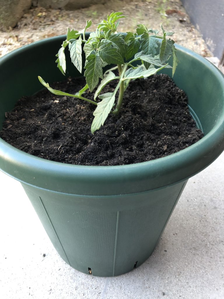 トマトの苗を鉢に定植