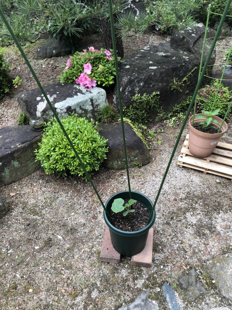 キュウリを植えた鉢に支柱を立てる