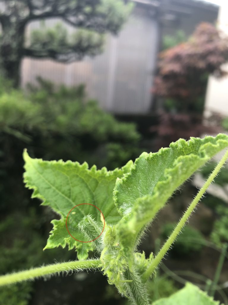 キュウリ親づるの摘芯